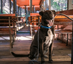 Dog Friendly Fun in Yosemite and Madera County