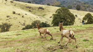 Native Tule Elk being released on land returned to the Tule Tribe
