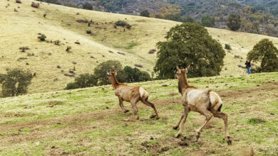 Native Tule Elk being released on land returned to the Tule Tribe