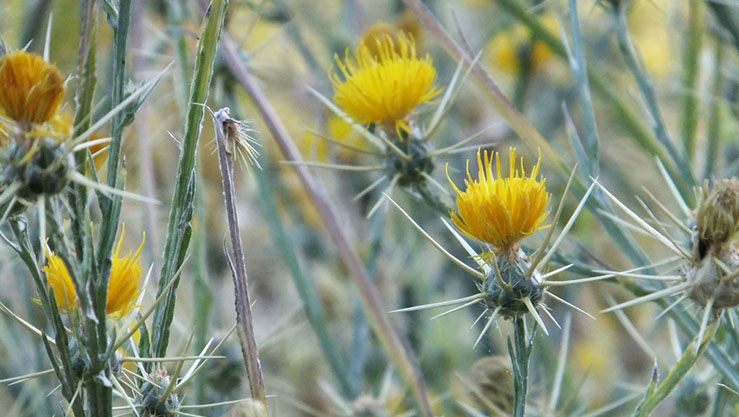 UC Master Gardener Event: Yellow Star Thistle Control