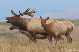 A trio of Tule Elk
