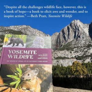 Yosemite Wildlife: A Stunning Celebration Of The National Park’s Fauna