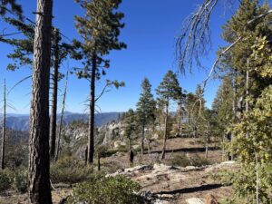 Henness Ridge slope, a portion of the 900 acres of Yosemite returned to the Souther Sierra Miwuk (Photo from PACIFIC FOREST TRUST)