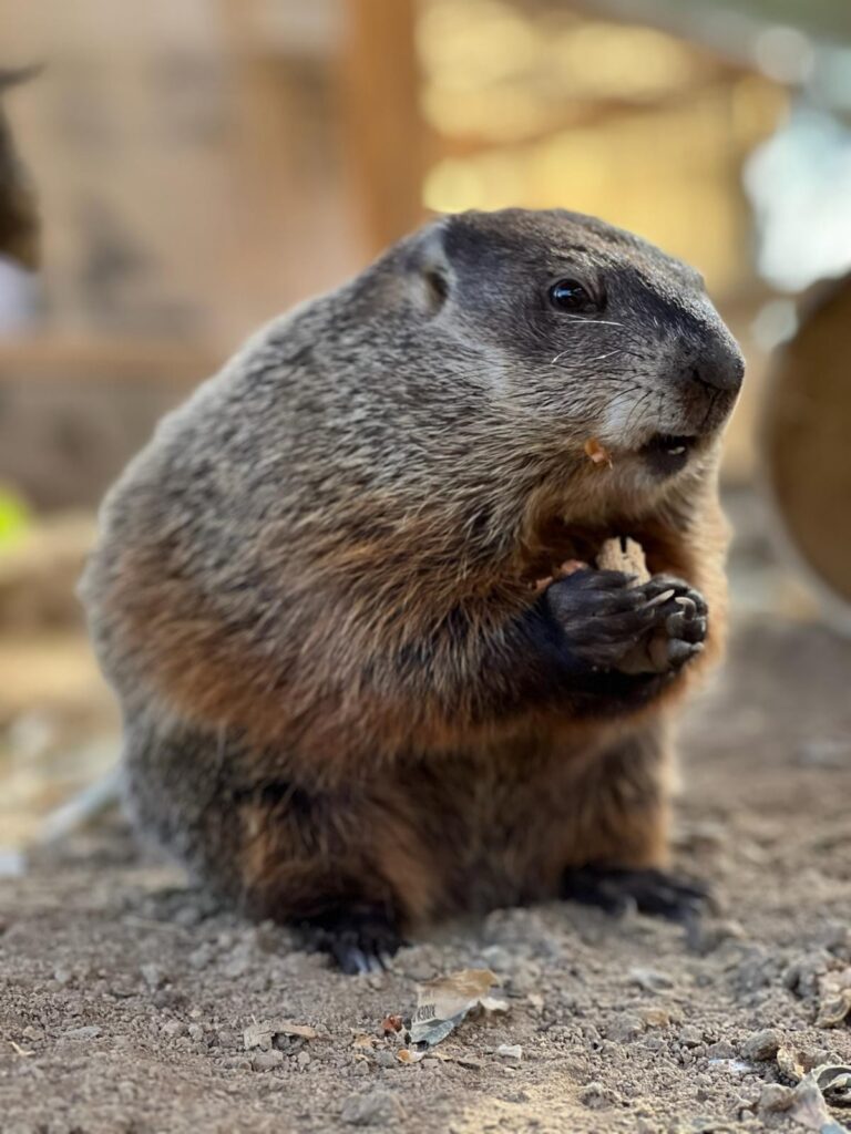 Murray the groudhog is an early riser.