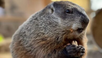 Murray the groudhog is an early riser.