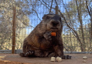 Murry the Groundhog at The Nature of Wildworks