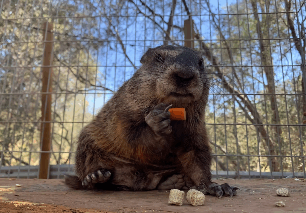 Groundhog's Day Contest-Will Murry see his Shadow?