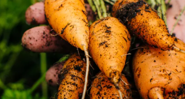 Free UC Master Gardener Webinar to Explore Benefits of Perennial Vegetables