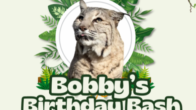 Bobby's Birthday Bash at NOW