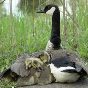Goose with babies under wing