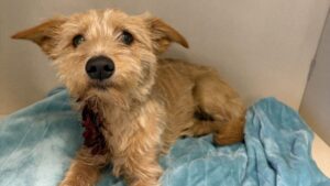 Picture of dog in need of rescue.