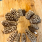 Mushroom Foraging Sierra Nevada