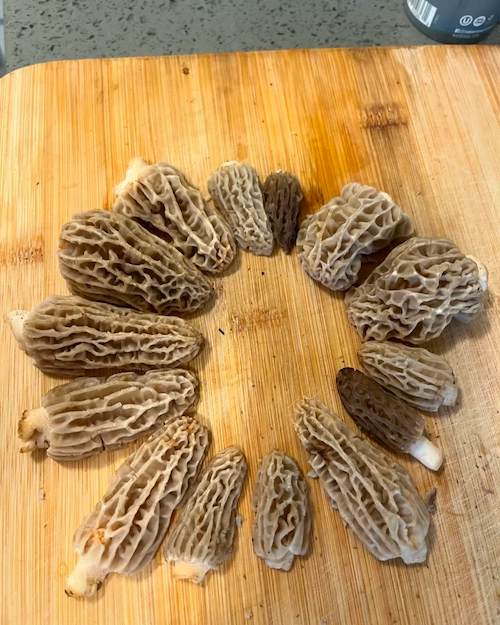 Mushroom Foraging Sierra Nevada