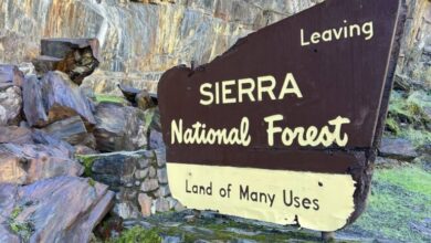 Photo of Sierra National Forrest sign.