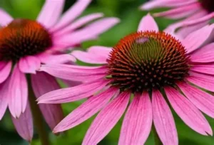 Echinacea flowers