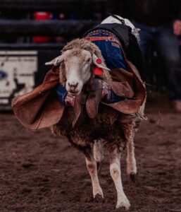 Photo of a Mutton Busing competitor in action.