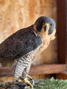 Photo of Gwen, the Nature of Wildworks resident falcon.