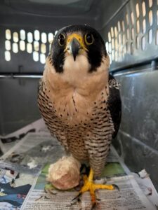 Photo of Gwen, Nature of Wildworks resident falcon after surgery.