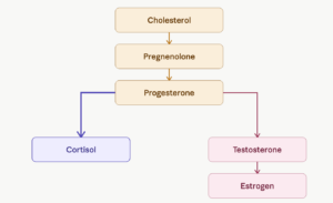 Steroid hormone pathway