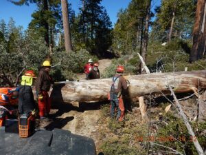 Photo of Stewards of the Sierra National Forest working on a fallen tree.