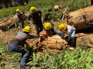 Photo of Stewards of the Sierra National Forest volunteering their time in the forest.