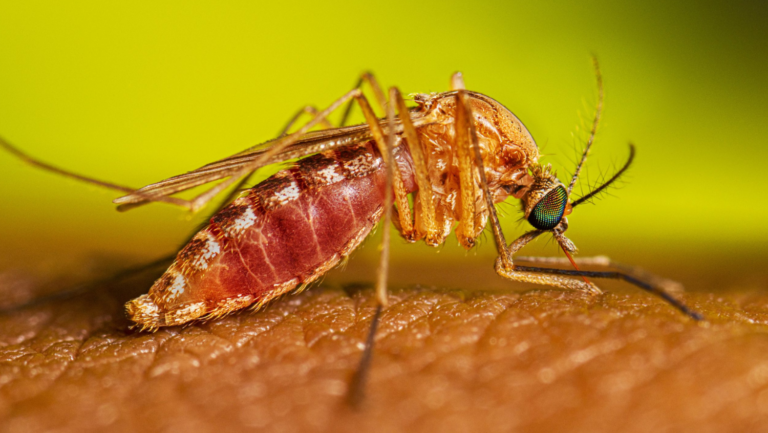 Photo of a West Nile Mosquito.