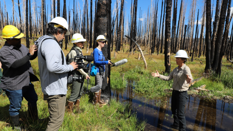 Photo of National Forest restoration project in action.