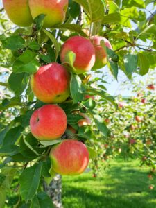 Apples on a branch