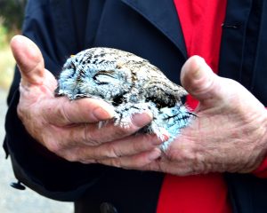 little-owl-thrown-from-tree