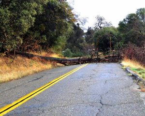 tree-down-on-road-224