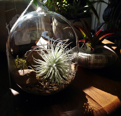 Air Plant in glass