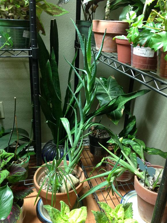 Elongated Aloe growing indoors