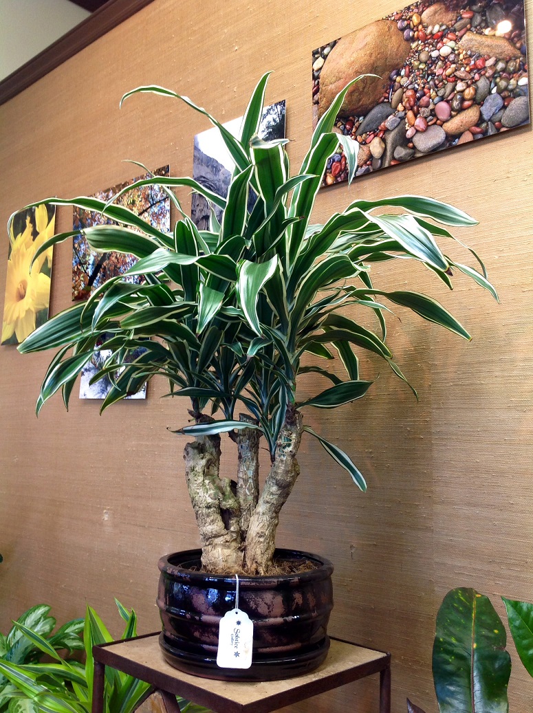 A large dracaena stump growing happily in a low belted 10 inch pot