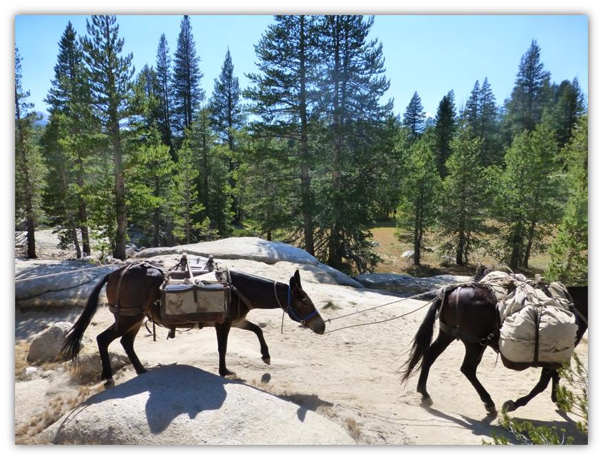 Tuolumne Horse Camping 29