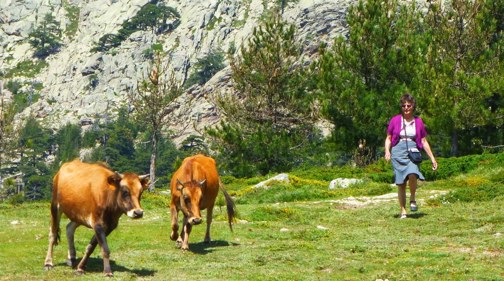Corsican wildlife9