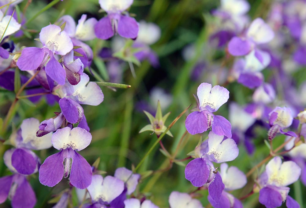 Sonoma County Wildflowers 13