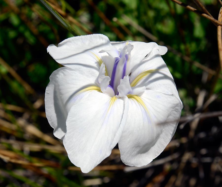 Sonoma County Wildflowers 17