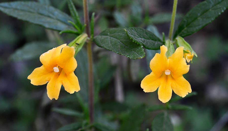 Sonoma County Wildflowers 5