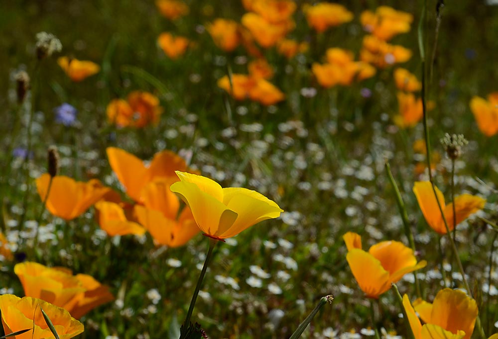 Sonoma County Wildflowers 8