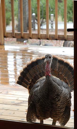 Turkey on the deck Photo by Keith Sauer