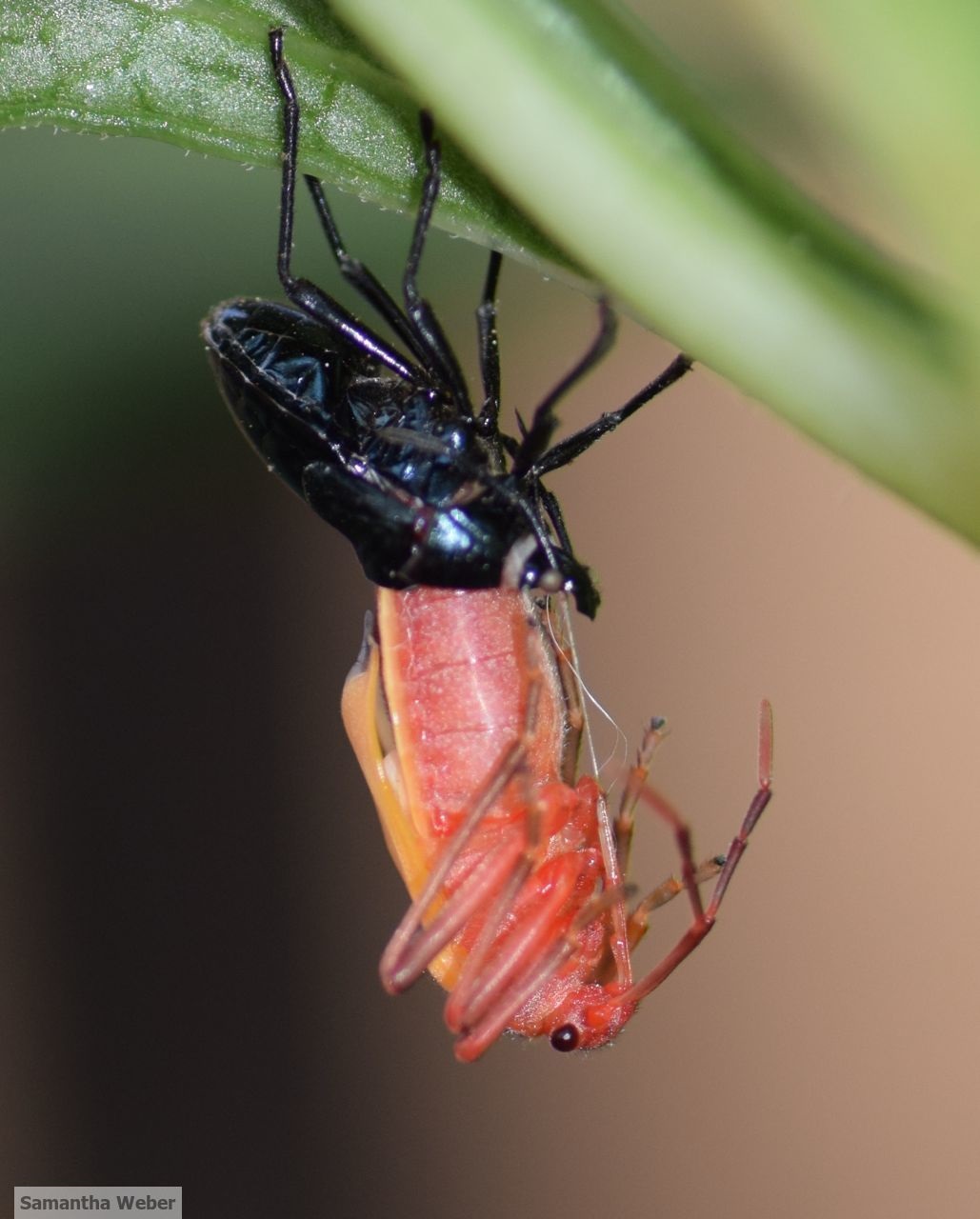 Bordered plant bug shedding its old exoskeleton so it can grow. Photograph by Samantha Weber 2015.