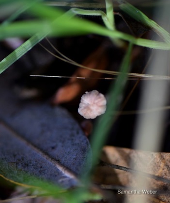 19 Little white mushroom--note the size of the live oak leaf and blades of grass - photograph by Samantha Weber