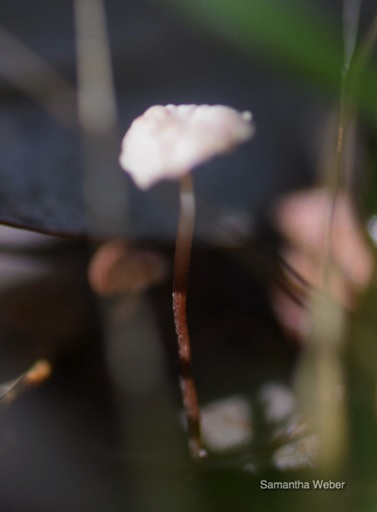 20 Tiny white mushroom from the side focused on the stem texture - photograph by Samantha Weber