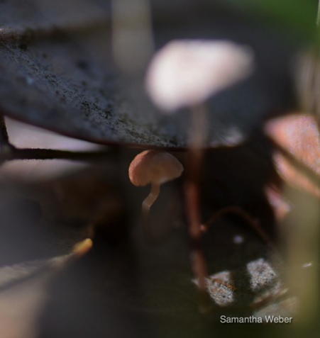 21 Very bashful mushroom - photograph by Samantha Weber