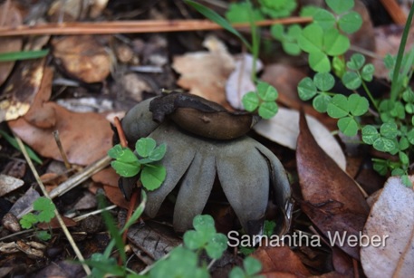 2 A beautiful olive-colored earthstar fungus - photograph by Samantha Weber