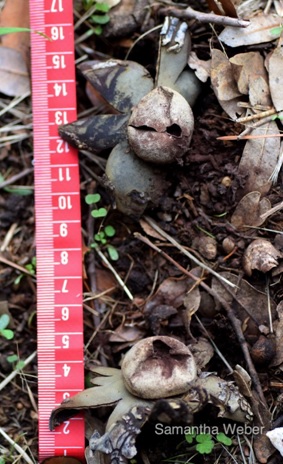 4 Photo I took of earthstar fungus to record their size to help identify them to species - photograph by Samantha Weber