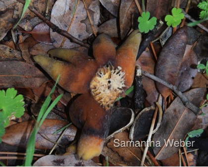 5 Earthstar fungus fruiting body without spore sac showing just how much they can look like exploded acorns - photograph by Samantha Weber