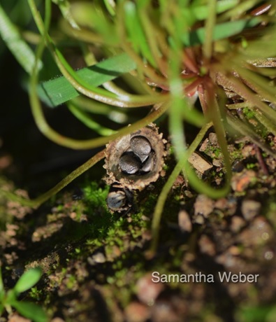 6 This tiny thing could fit on a dime with room to spare. I found it growing at the base of miners lettuce Claytonia spp. in my iris bed - photograph by Samantha Weber