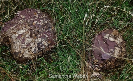 9 So very excited about this purple puffball I ran back to the house and started flipping through my beloved Mushrooms Demystified Arora 1986 - photography by Samantha Weber