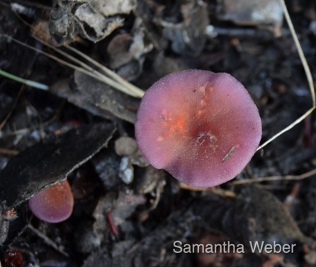 Beautiful little pink mushrooms I found under a manzanita brush pile - photograph by Samantha Weber
